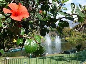 Madeira _Funchal_Blumen